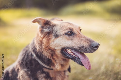 Portrait of mixed breed dog outdoors