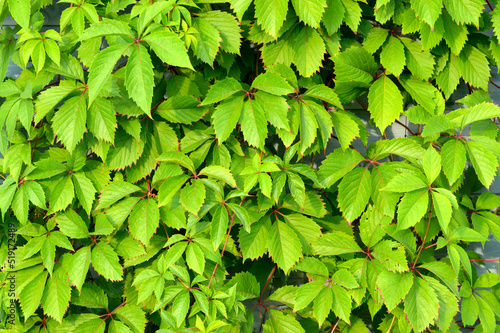 Trendy abstract green leaves background, great design for any purposes. Summer nature tree leaves. Day light. Natural background and wallpaper. 