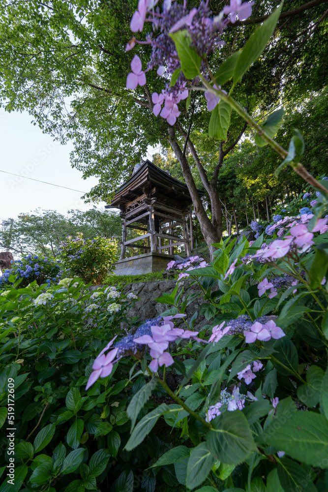 日本　北海道　紫陽花　花畑　有珠善光寺　花