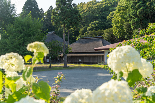 日本　北海道　紫陽花　花畑　有珠善光寺　花