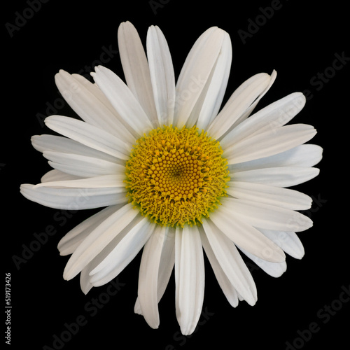 Daisy on black background