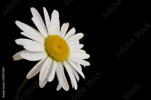 Daisy on black background