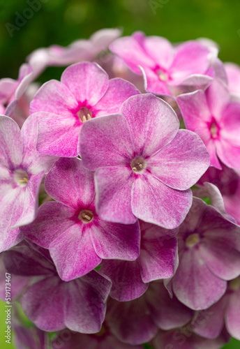Pink hydrangea in the garden