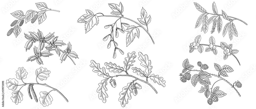 Fototapeta premium vector drawing branches of different forest trees with seeds, berries and leaves, hand drawn illustration