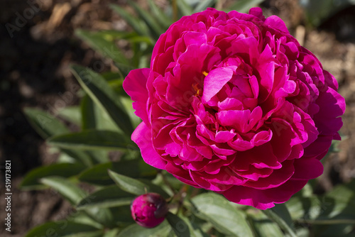 Purple red peony flower with bud on blurred green and earth brown background top vie