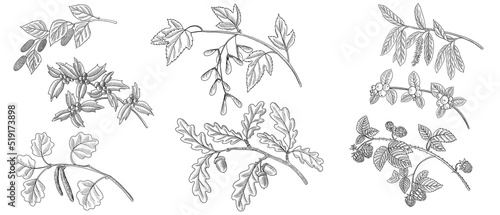 vector drawing branches of different forest trees with seeds, berries and leaves, hand drawn illustration