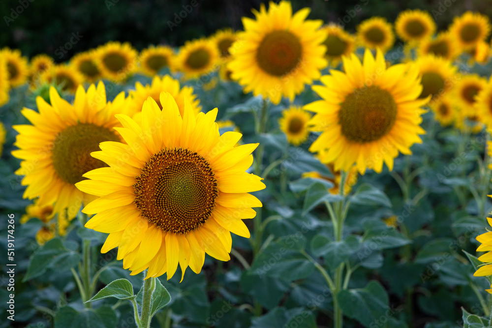 A bright yellow sunflower grows in a field on a green background
