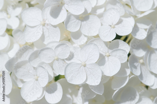 White Hydrangea flowers close-up.