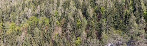 Super panoramic forest background shot of wild deep centuries-old alpine spruce forest in mountains of Trentino Adige, Italy