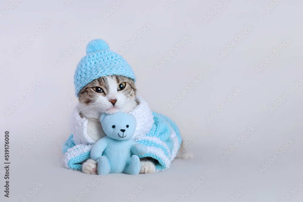 Cat in a blue hat and a blue sweater lies with a teddy bear and looks at the camera. Portrait of a Kitten. Cat with big eyes. Kitten on a white background. Place for text. Winter 2023. Merry Christmas Cat in a blue hat and a blue sweater lies with a teddy bear and looks at the camera. Portrait of a Kitten. Cat with big eyes. Kitten on a white background. Place for text. Winter 2023. Merry Christmas