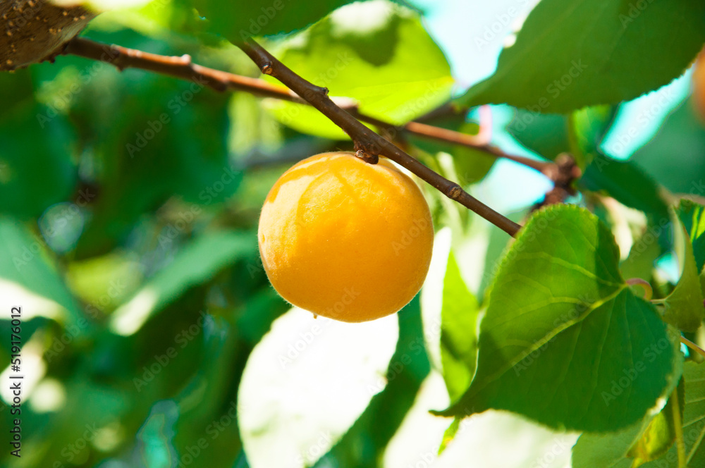 ripe apricots on the tree. juicy white plums on a branch. sweet peaches in the garden. the concept of growing apricots. ripe apricots on the tree. juicy white plums on a branch. sweet peaches in the garden. the concept of growing apricots.