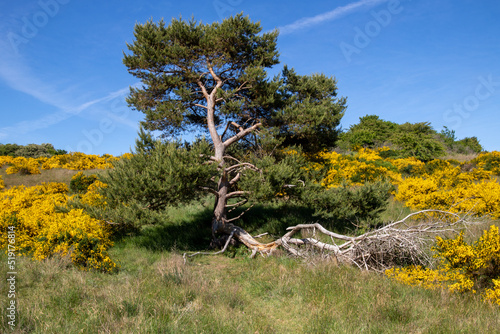 impressions and motifs from german island hiddensee photo