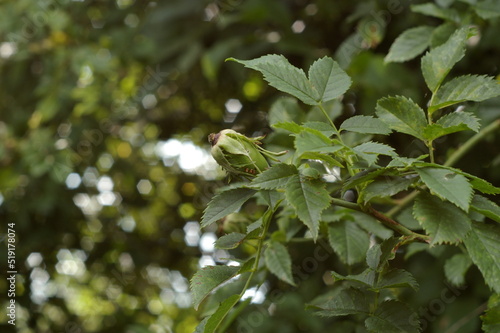 Dojrzewający owoc dzikiej róży w letni dzień