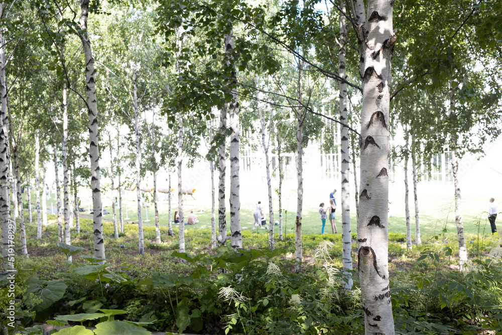 Fototapeta premium Urban city public artificial birch park in summer tree