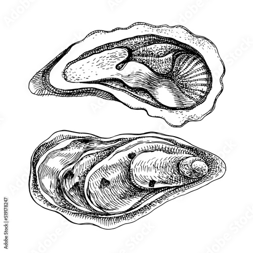 Fresh two sea oysters isolated on white background