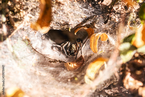 Brazilian spider known as armadeira, monkey spider or banana spider, lives in the forest in burrows, belonging to the ctenid family photo