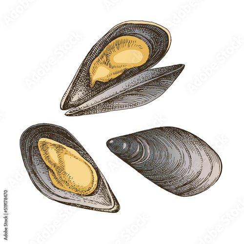 Mussel clam isolated on white background.