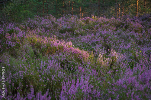 Closeup of purple heather carpet lit by evening sun