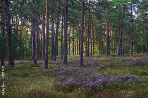 Purple heather growing in the pine forest lit by evening sun