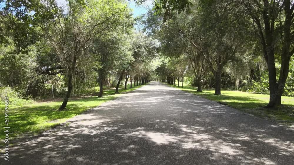 tree-lined canopy drive in Southwest Florida. An old South drive with live oak trees and a bit of Spanish Moss hanging off them. A mature landscaping wonderland - backward aerial tree-lined canopy drive in Southwest Florida. An old South drive with live oak trees and a bit of Spanish Moss hanging off them. A mature landscaping wonderland - backward aerial