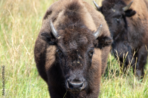 Close up of a Young Buffalo in Yellowstone National Park