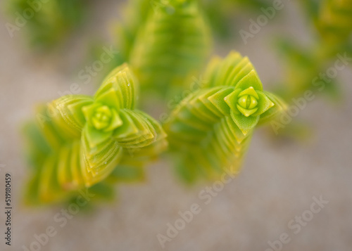 Top view on green sea sandwort (Honckenya peploides) plant growing in the white sand by Baltic sea photo