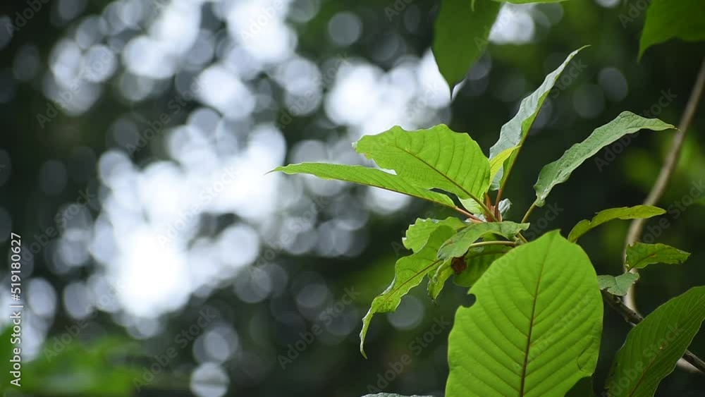 Kratom (Mitragyna speciosa) Mitragynine. Drugs and Narcotics.Kratom is Thai herbal which encourage health. Kratom (Mitragyna speciosa) Mitragynine. Drugs and Narcotics.Kratom is Thai herbal which encourage health.