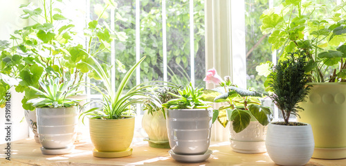 Different green house plants on window in sunny summer day. Banner. Selective focus.