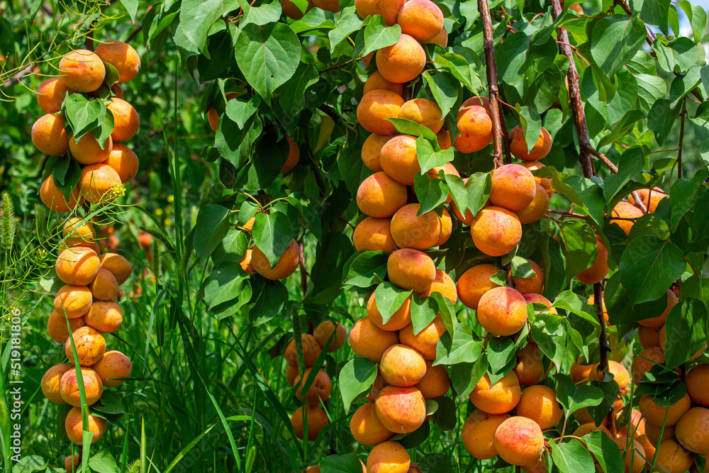 Apricots hanging on tree branches. Agriculture and harvesting concept.
