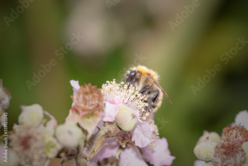 Honeybee suckin pollen