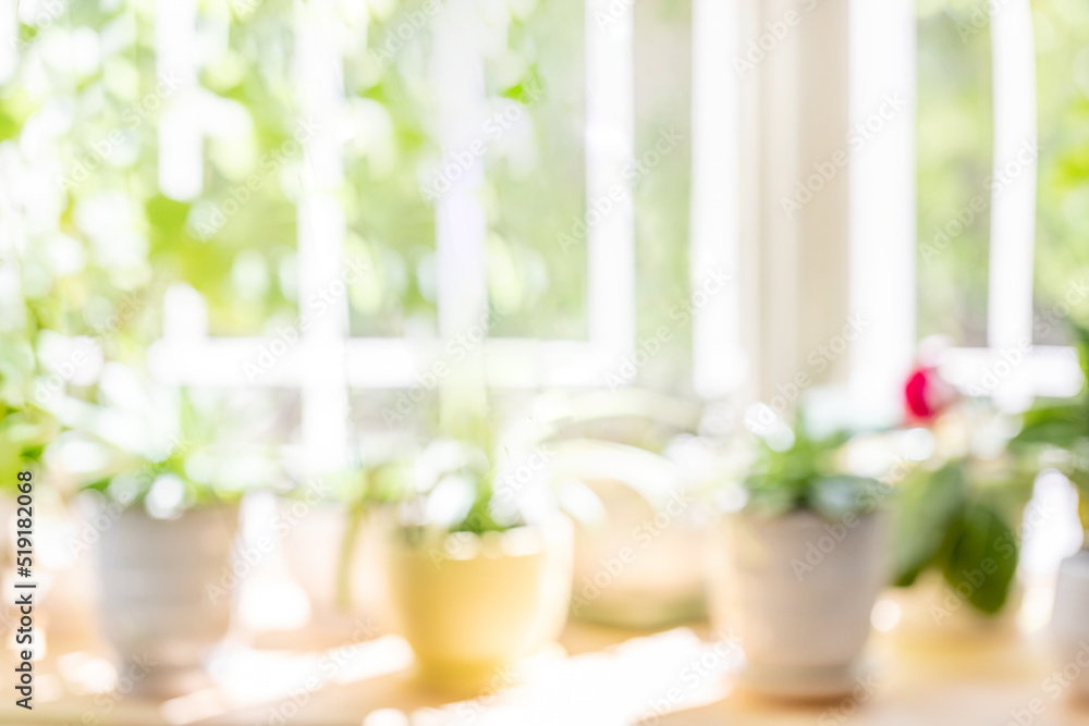 Blur background of sunlit green house plants on wooden window in sunny summer day. Copy space. Blur background of sunlit green house plants on wooden window in sunny summer day. Copy space.