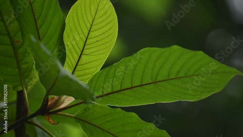 Kratom (Mitragyna speciosa) Mitragynine. Drugs and Narcotics.Kratom is Thai herbal which encourage health.