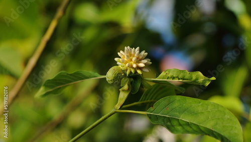 Mitragyna speciosa Korth (Kratom) flower on branch
