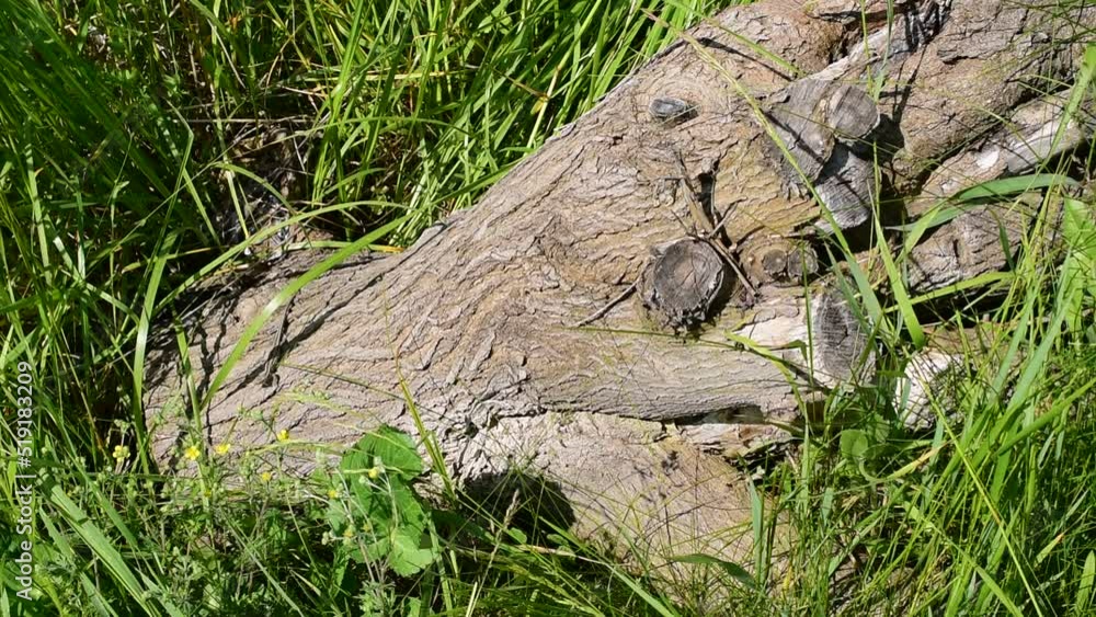 A small lizard crawls along a log lying on the grass. A small lizard crawls along a log lying on the grass.