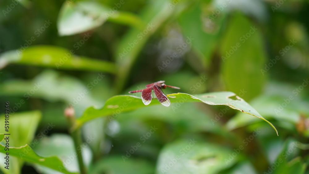 red dragonfly on a leaf red dragonfly on a leaf