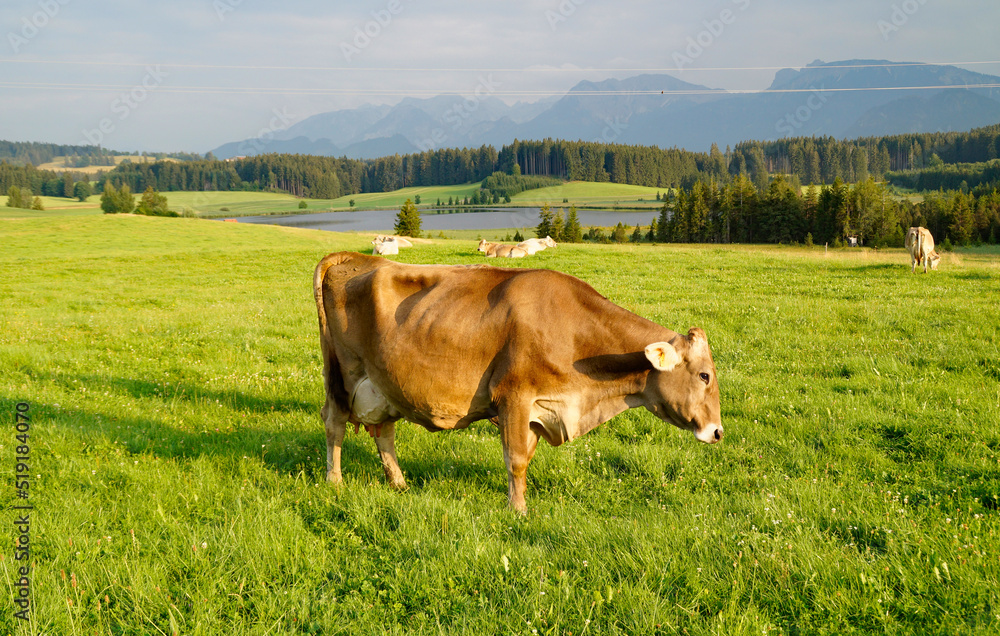 cows grazing on the green alpine meadows with scenic lake Attlesee and the Bavarian Allps in the background, Nesselwang, Allgaeu or Allgau, Germany cows grazing on the green alpine meadows with scenic lake Attlesee and the Bavarian Allps in the background, Nesselwang, Allgaeu or Allgau, Germany
