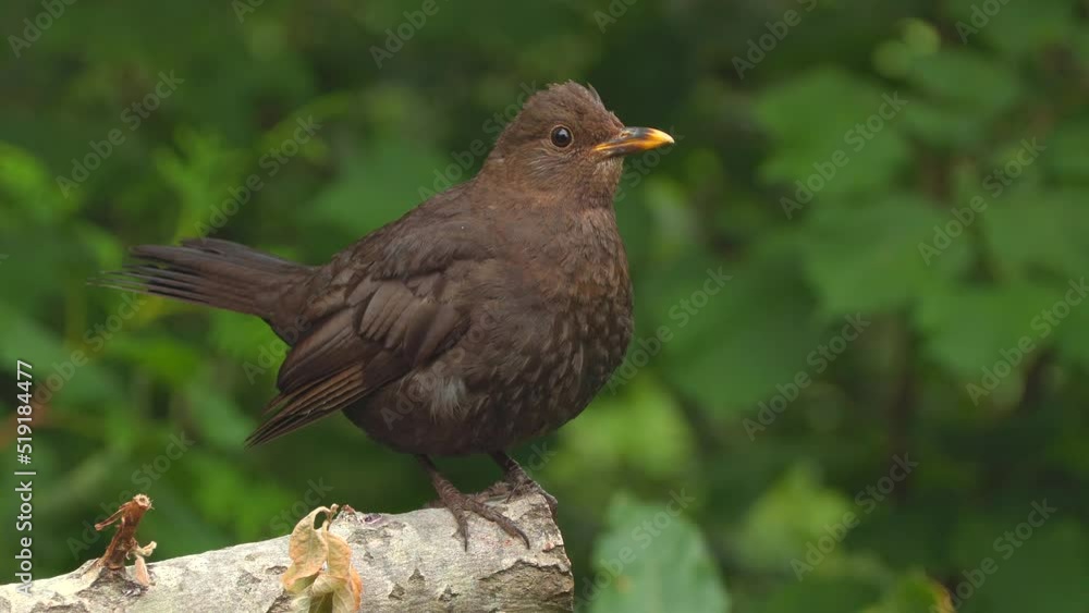 blackbird bird female animal on branch tilt tail turn rear view natural world norway blackbird bird female animal on branch tilt tail turn rear view natural world norway