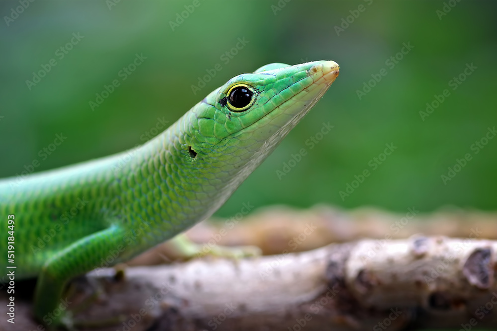 emerald tree skink on a dry leaves emerald tree skink on a dry leaves