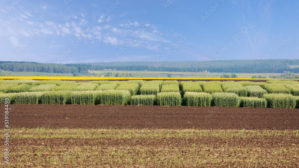 Experimental fields of testing cereal hybrids. Parts of land for breeding wheat or cereal crops. Plots of selection cereals