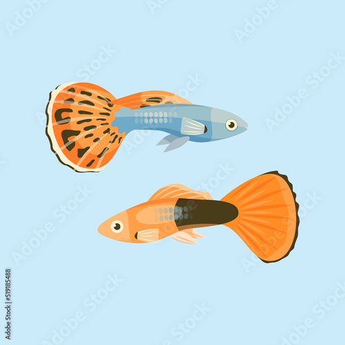 Two beautiful aquarium fish with a large fin. Adult guppies. Flat vector illustration