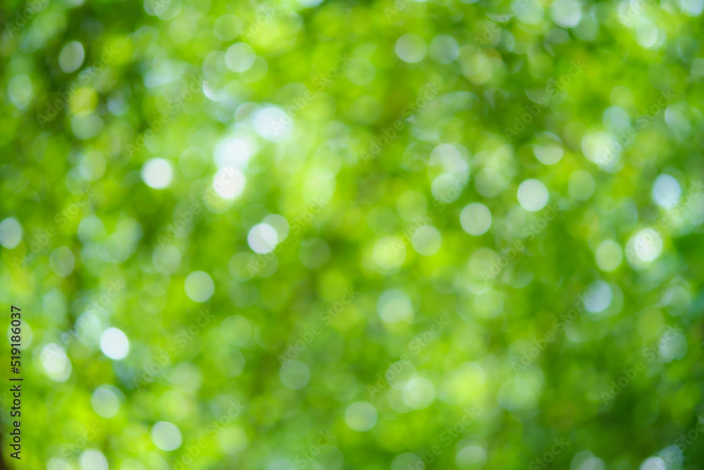 bokeh background of tree leaves bokeh background of tree leaves