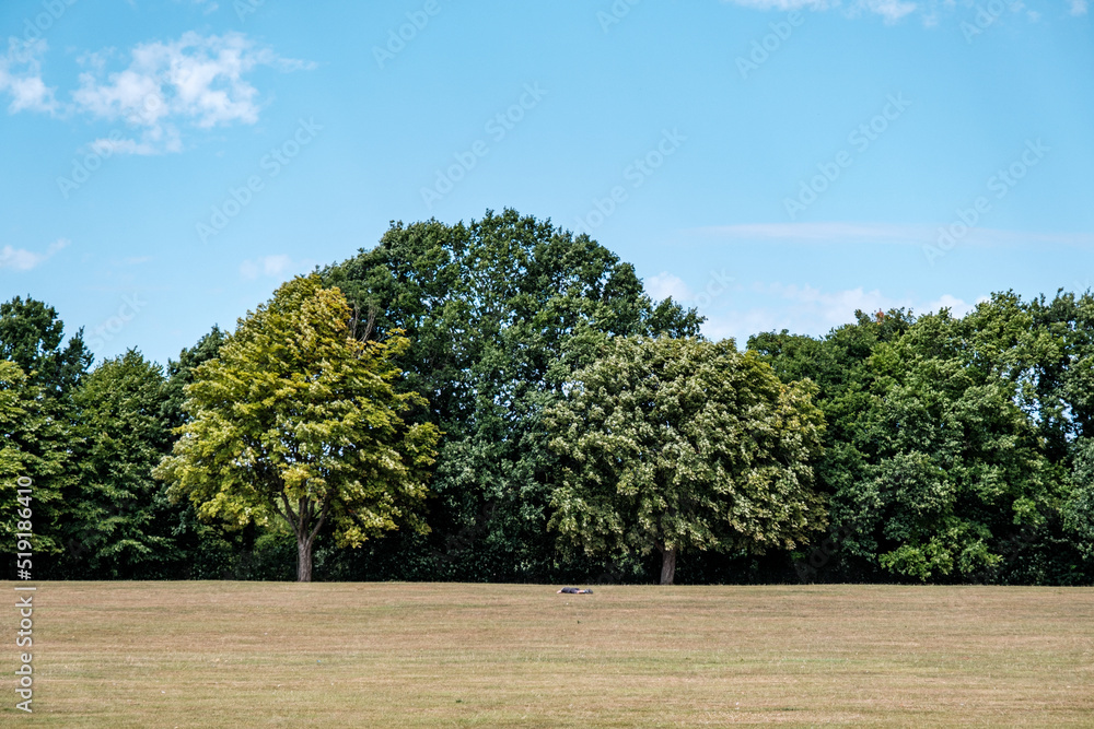 Hot Weather Climate Change Dead Dry Grass And Green Trees Under A Blue Summer Sky Hot Weather Climate Change Dead Dry Grass And Green Trees Under A Blue Summer Sky