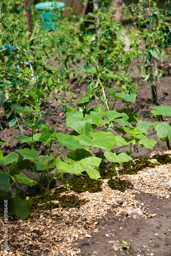 Shredded wood used as mulch. Cucumbers grow