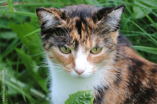 Katze im Gras