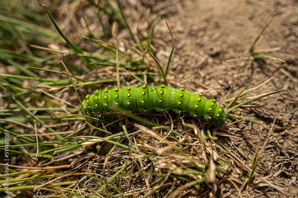 Caterpillar on grass and dusty ground Caterpillar on grass and dusty ground