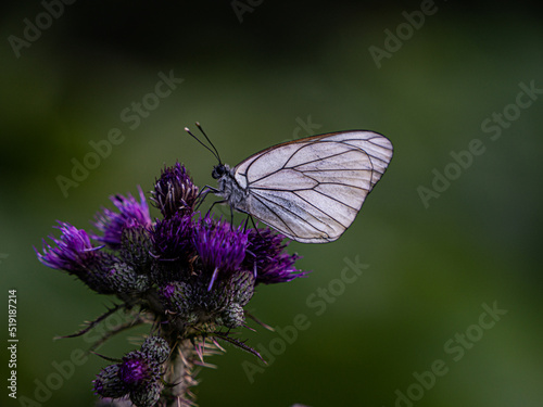 Butterfly on flower © Silvan