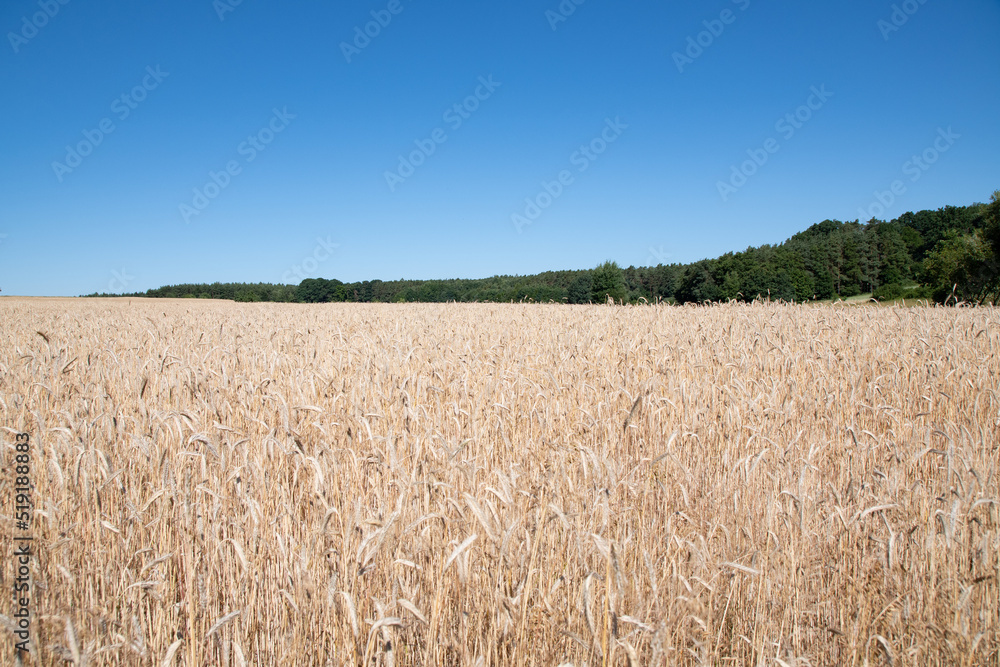 Fototapeta premium golden wheat field in summer