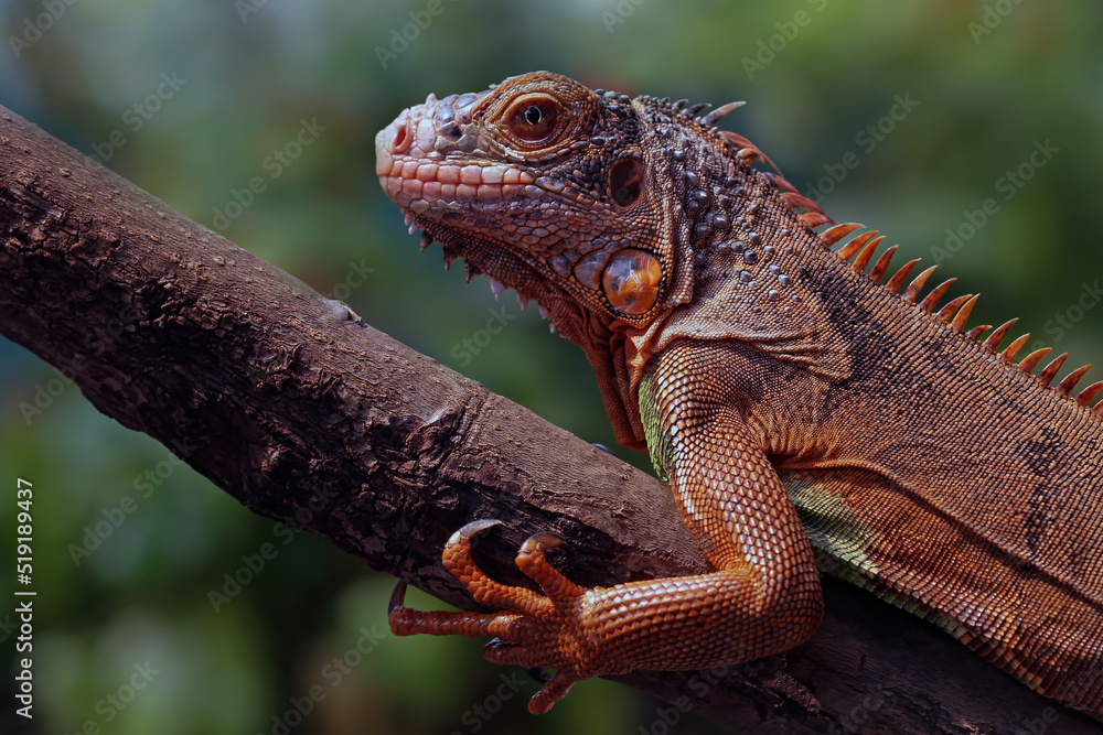 Fototapeta premium Red iguana head closeup, juvenile red iguana, animal close-up