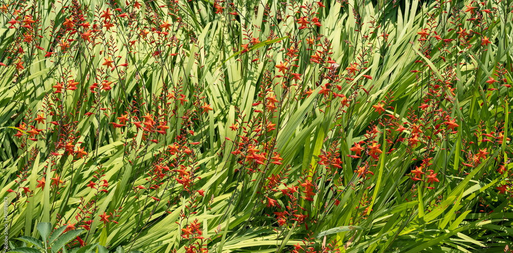 Orange reddish flowers in nature. Orange reddish flowers in nature.
