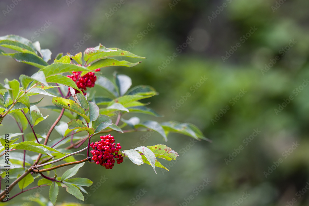 nature in the mountains in summer nature in the mountains in summer